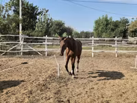 Caballo, Caballos — foto 3