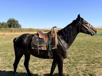 घोड़ा, Karachay horse — फ़ोटो 3