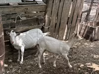 Dişi keçi, Saanen goat — foto 2