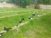 Ev Muskovisi — foto 2