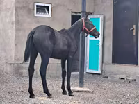 حصان, Thoroughbred horse — الصورة 3