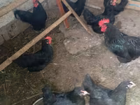 Australorp — photo 3