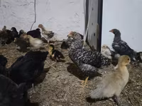 Chickens — photo 2