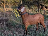 Kozioł, Nubian Goat — zdjęcie 3