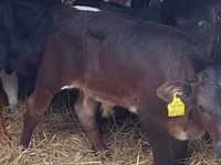 सांड, Simmental cattle — फ़ोटो 2