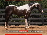 Hengst, Friesian — Foto 1