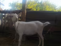 Goat, Saanen goat — photo 3