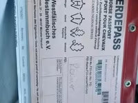 Cavalo, Westphalian — foto 1