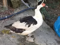 Domestic Muscovy — photo 2