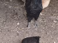 Chickens — फ़ोटो 2