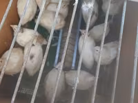 Quails — Foto 1