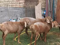 Schaf, Arashan sheep — Foto 3