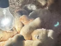 Chickens — photo 3