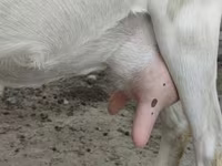 母山羊, Saanen goat — 照片 7
