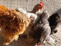 Pekin Bantam — photo 4