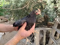 Chickens — photo 1