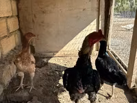 Chickens — foto 2
