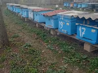Arı ailəsi və komplekt pətəklər satılır Bakfast və yerli Qafqaz sortu — foto 4
