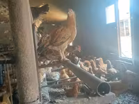 Chickens — photo 2