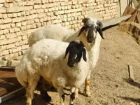 Oveja, Ovejas — foto 2