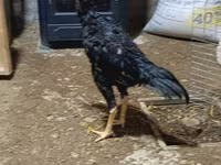 Chickens — foto 5