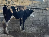 İnək, Qırmızı-ləkəli cins — foto 3