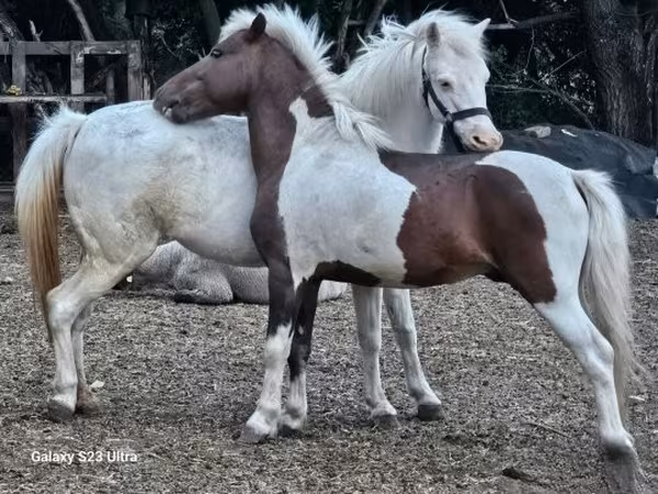 Klisna, Welsh Mountain Pony