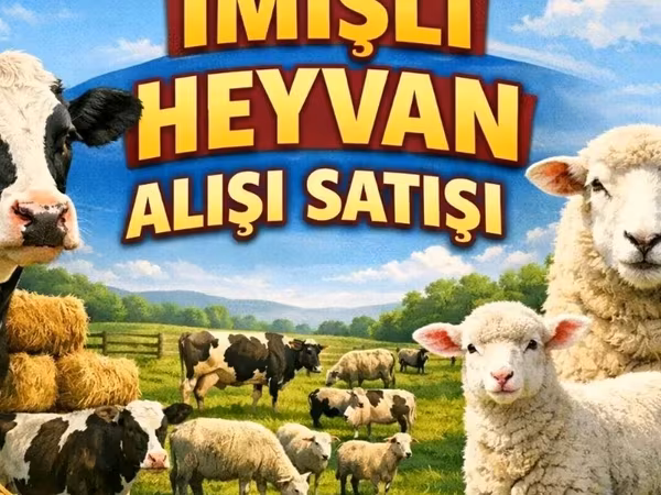 İribuynuzlu mal-qara (partiya, cinsi göstərilməyib), Russian Black pied cattle — Azərbaycan