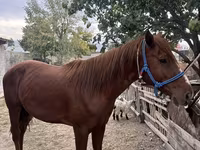 Caballo, Kyrgyz Horse — foto 8