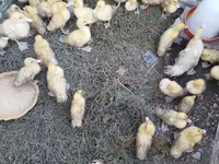Ducks — foto 3