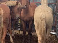 Koń, New Altai Horse — zdjęcie 3