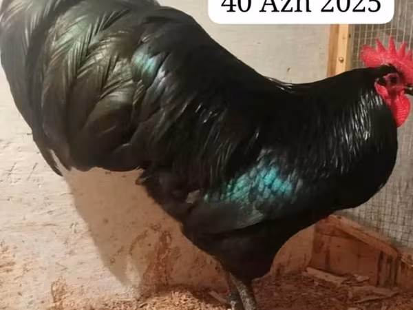 Австралорп — Азербайджан