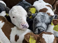 İribuynuzlu mal-qara (partiya, cinsi göstərilməyib), Simmental cattle — foto 2