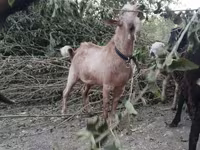 Goats (batch, sex not specified), Goats — photo 4