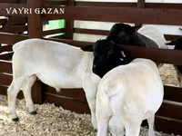 Qoç, Suffolk sheep — foto 8