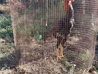 Chickens — फ़ोटो 2