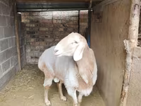 Baran, Arashan sheep — zdjęcie 3