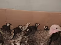 Turkeys — foto 3
