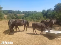 Égua, Hucul pony — foto 2