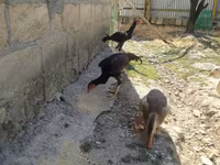 Chickens — foto 4