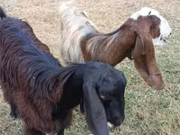 Dişi keçi, Damask goat — foto 2