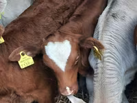 Buqa, Simmental cattle — 2-rasm