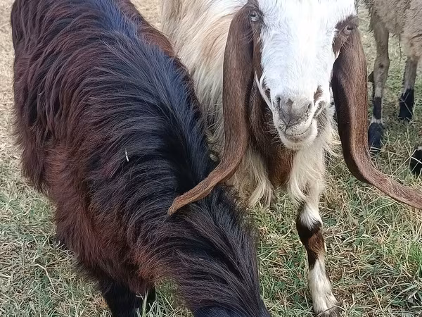 Goat, Damask goat — Azerbaijan