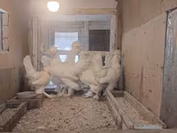 Chickens — photo 5