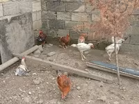 Chickens — photo 4