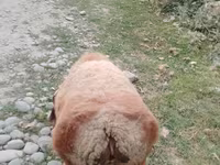 Sheep (batch, sex not specified), Arashan sheep — photo 4