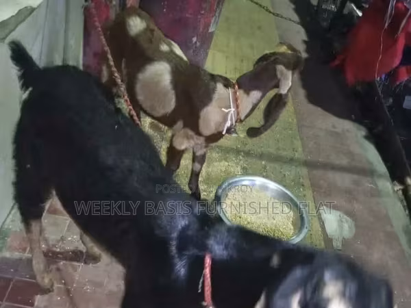 Cabras (lote, sexo não especificado), Black Bengal goats