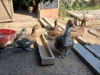 Ducks — الصورة 1