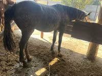 Égua, Cavalos — foto 1