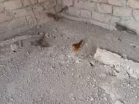 Quails — photo 2